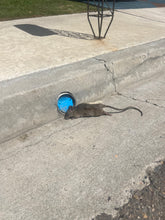 Load image into Gallery viewer, Free Flow Drain Guard